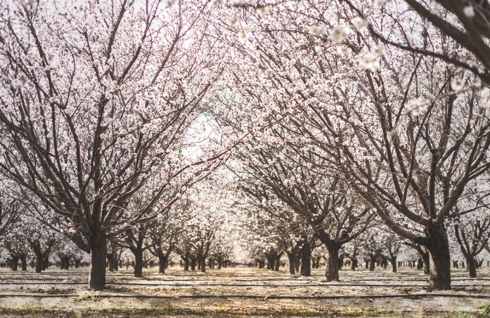 California almond Trees
